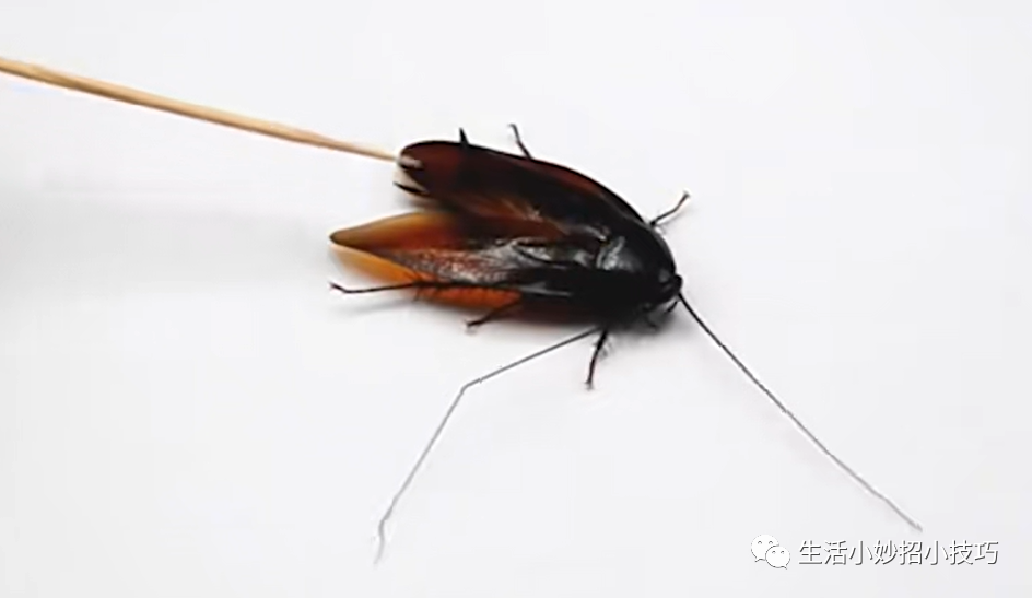 生活小技巧之家里有蟑螂万万不能用脚踩！只需一块香蕉皮，蟑螂来一只灭一只